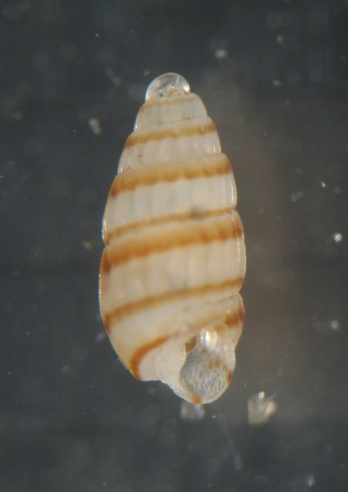 qualcosa tipo Bittium??